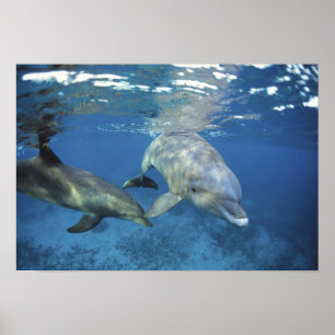 Mexico, Cozumel. Bottlenosed Dolphin, Tursiops 5 Poster