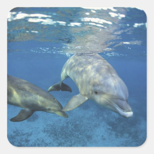Mexico, Cozumel. Bottlenosed Dolphin, Tursiops 5 Square Sticker