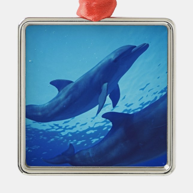 Mexico, Cozumel. Bottlenosed Dolphin, Tursiops Metal Tree Decoration (Front)