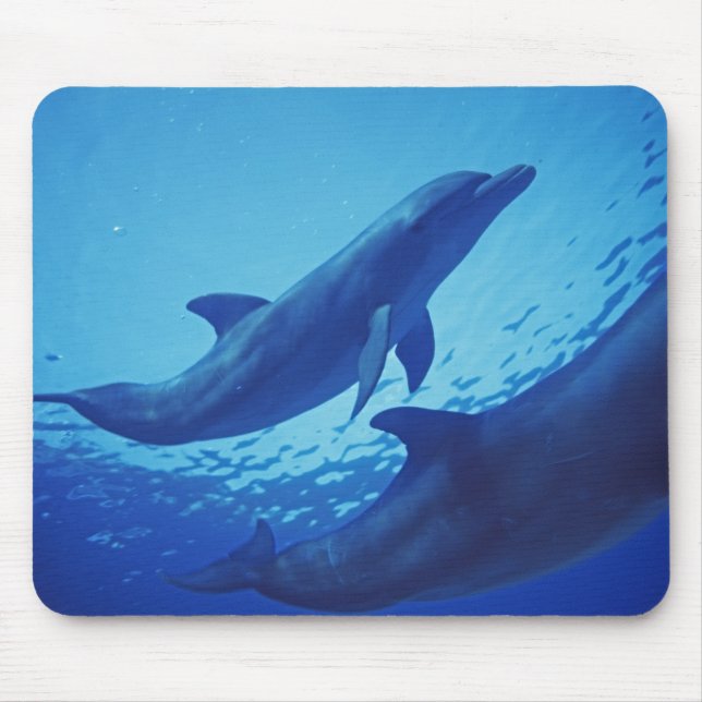 Mexico, Cozumel. Bottlenosed Dolphin, Tursiops Mouse Mat (Front)