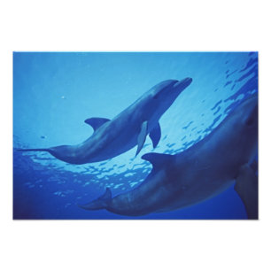 Mexico, Cozumel. Bottlenosed Dolphin, Tursiops Photo Print