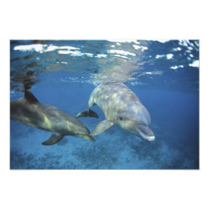 Mexico, Cozumel. Bottlenosed Dolphin, Tursiops Photo Print