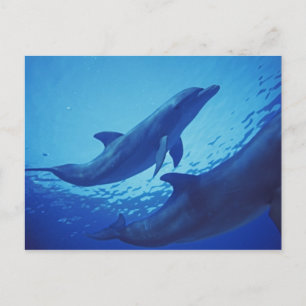 Mexico, Cozumel. Bottlenosed Dolphin, Tursiops Postcard