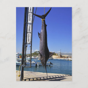 Mexico Marlin Postcard