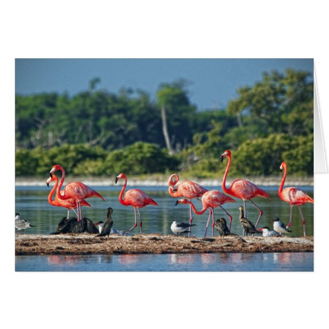 Mexico Rio Lagartos (Front Horizontal)