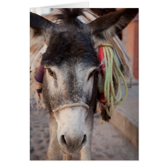 Mexico, San Miguel De Allende 2 (Front)