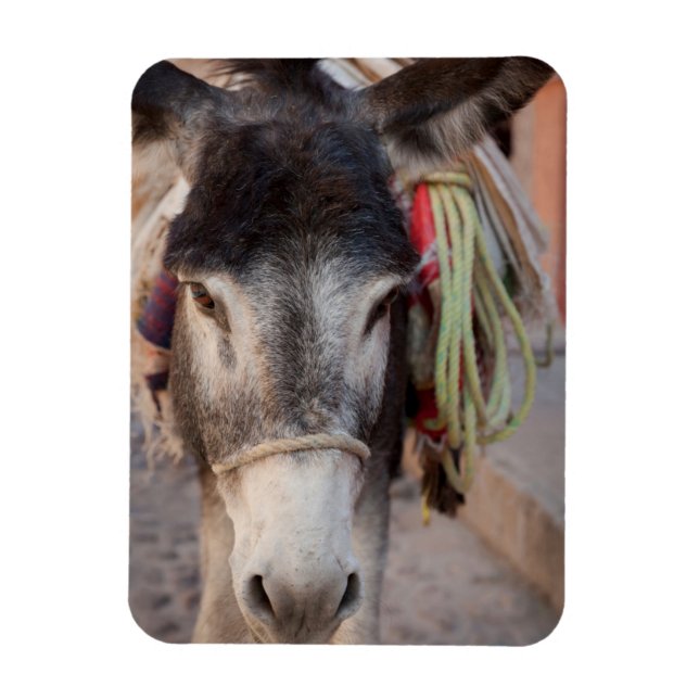 Mexico, San Miguel De Allende 2 Magnet (Vertical)