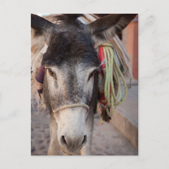 Mexico, San Miguel De Allende 2 Postcard (Front)
