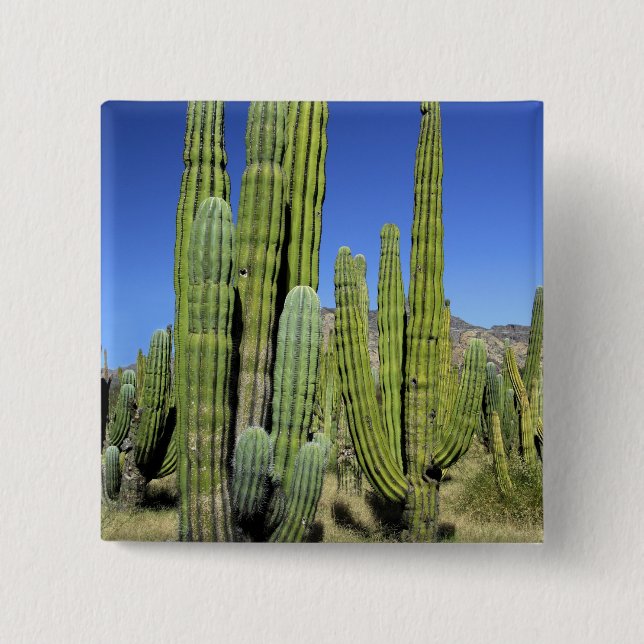 Mexico, Sonora, San Carlos. Saguaro & Organ Pipe 15 Cm Square Badge (Front)