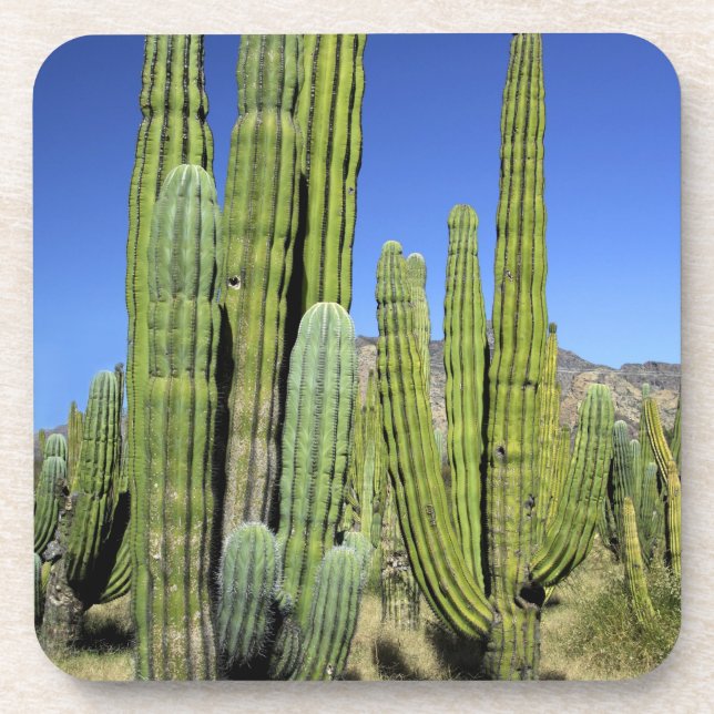 Mexico, Sonora, San Carlos. Saguaro & Organ Pipe Coaster (Front)