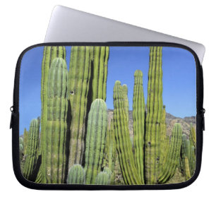 Mexico, Sonora, San Carlos. Saguaro & Organ Pipe Laptop Sleeve