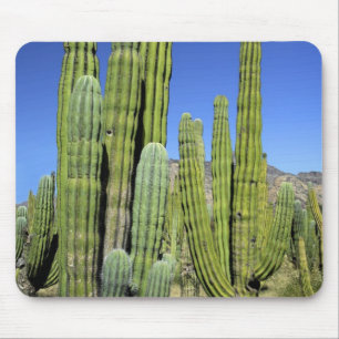 Mexico, Sonora, San Carlos. Saguaro & Organ Pipe Mouse Mat