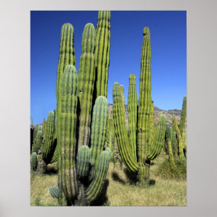 Mexico, Sonora, San Carlos. Saguaro & Organ Pipe Poster