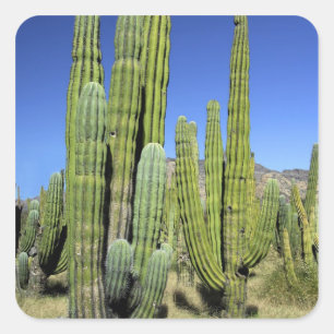Mexico, Sonora, San Carlos. Saguaro & Organ Pipe Square Sticker
