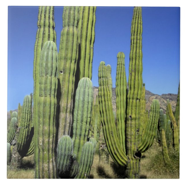 Mexico, Sonora, San Carlos. Saguaro & Organ Pipe Tile (Front)