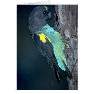 Meyer's Parrot