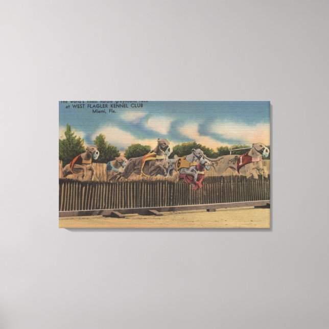 Miami, FL - Greyhound Dog Race at Kennel Club Canvas Print (Front)