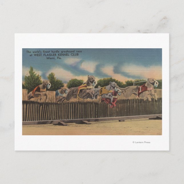 Miami, FL - Greyhound Dog Race at Kennel Club Postcard (Front)