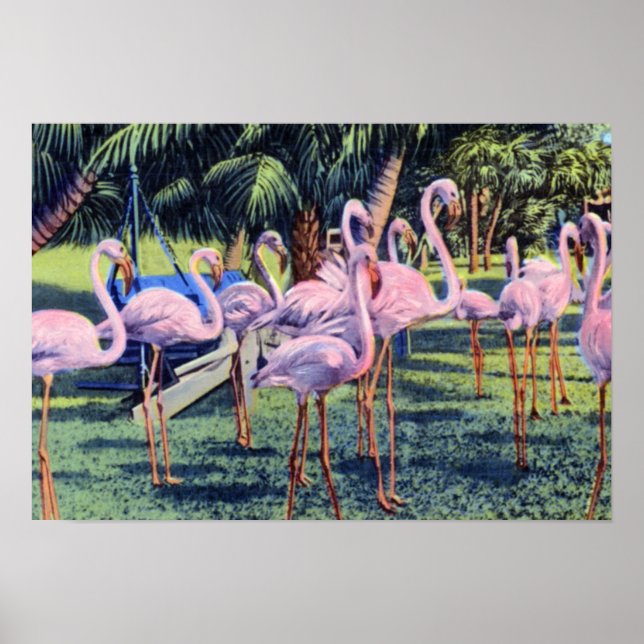 Miami Florida Flamingos in Hialeah Park Poster (Front)
