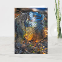 Miami Iguana Greeting Card