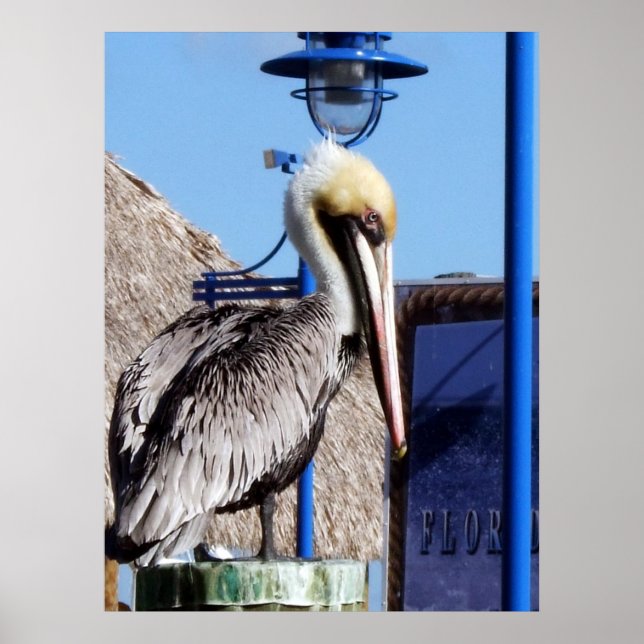 Miami Pelican Poster (Front)