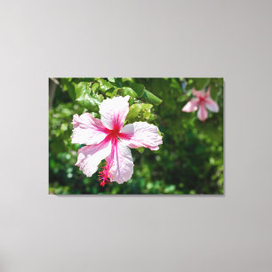 Miami Pink Hibiscus Tropical Flower Bloom Canvas Print
