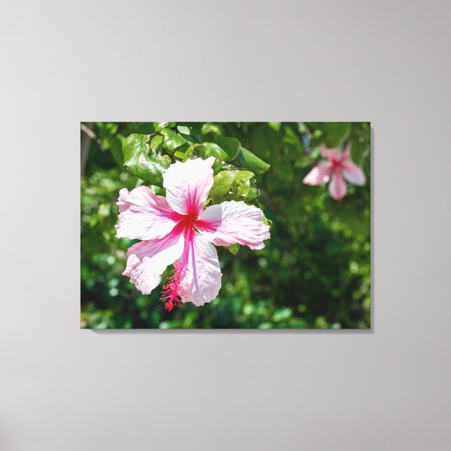 Miami Pink Hibiscus Tropical Flower Bloom  Canvas Print (Front)