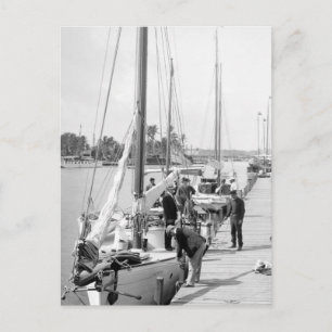 Miami Sailboats, 1905 Postcard