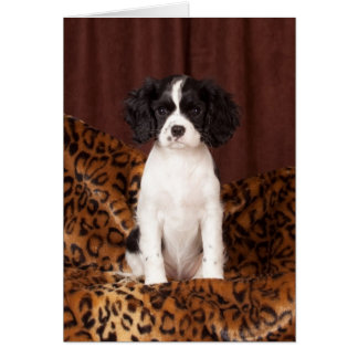 Micah rare coloured Cavalier King Charles Spaniel