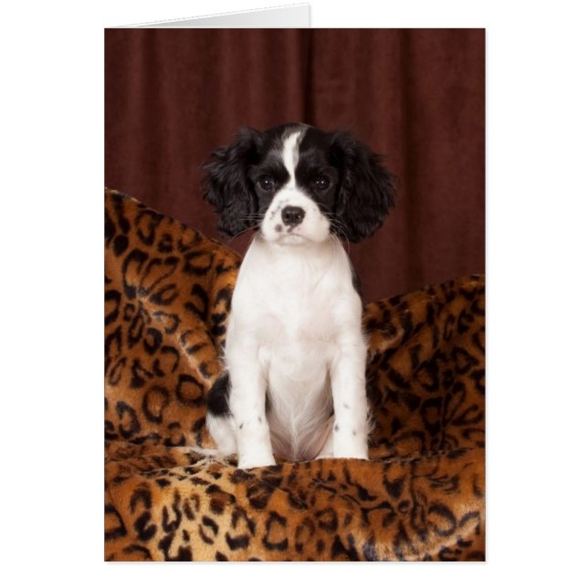 Micah rare coloured Cavalier King Charles Spaniel (Front)