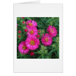 Michaelmas Daisies