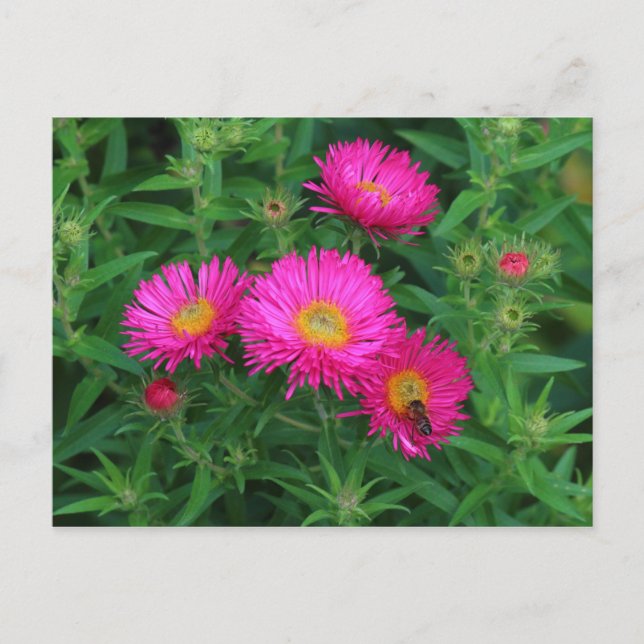 Michaelmas Daisies and Bee Postcard (Front)