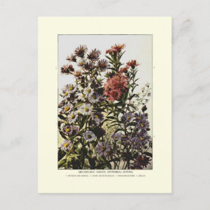 Michaelmas daisies postcard