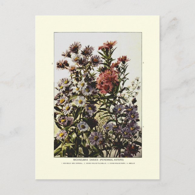 Michaelmas daisies postcard (Front)