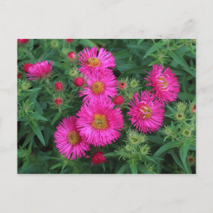 Michaelmas Daisies Postcard