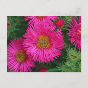 Michaelmas Daisies Postcard