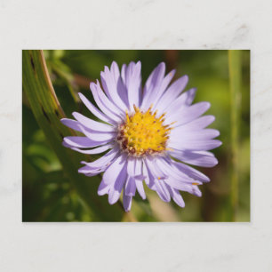Michaelmas Daisy Postcard