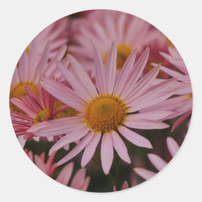 Michaelmas Daisy Sticker (Front)