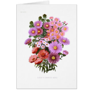 Michaelmas Dasies (Asters)