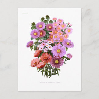 Michaelmas Dasies (Asters) Postcard