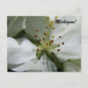 Michigan Apple Blossom Postcard