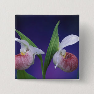 Michigan, Bruce Peninsula National Park. Showy 15 Cm Square Badge