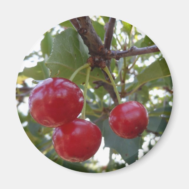 Michigan Cherries Magnet (Front)