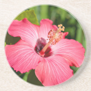 Michigan, Dearborn. Detail Of Pink Hibiscus Coaster