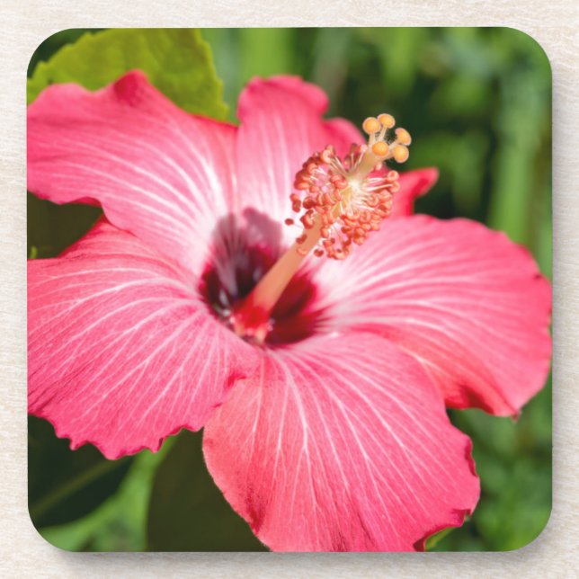 Michigan, Dearborn. Detail Of Pink Hibiscus Coaster (Front)