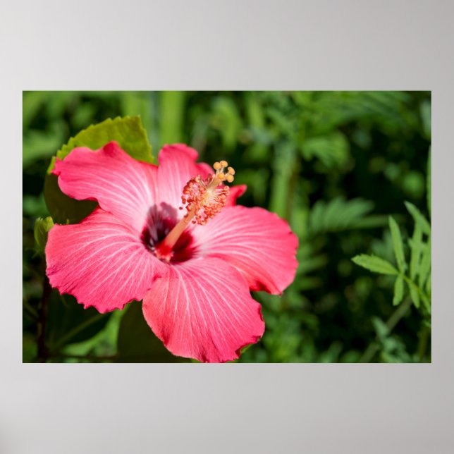 Michigan, Dearborn. Detail Of Pink Hibiscus Poster (Front)