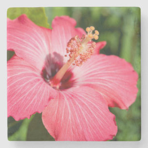 Michigan, Dearborn. Detail Of Pink Hibiscus Stone Coaster