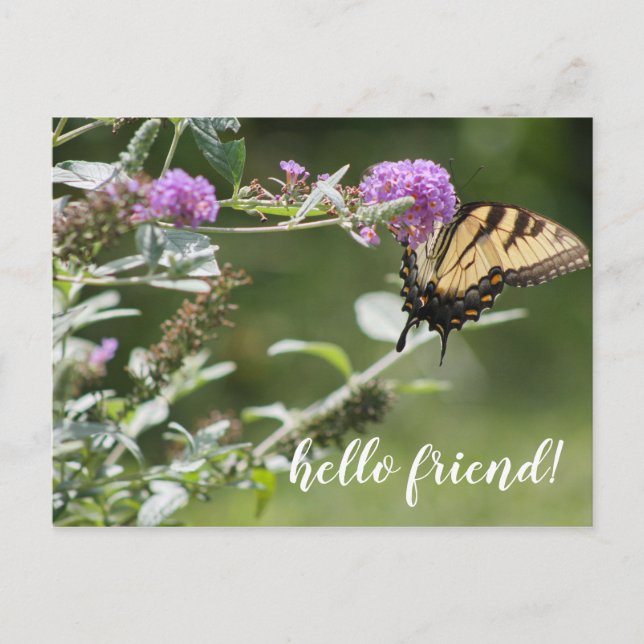 Michigan Eastern Swallowtail Butterfly Postcard (Front)