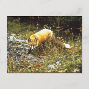 Michigan Fox Postcard