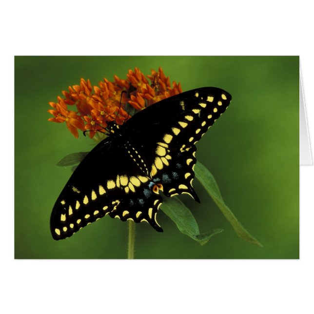 Michigan, Rochester. American Eastern Black (Front Horizontal)